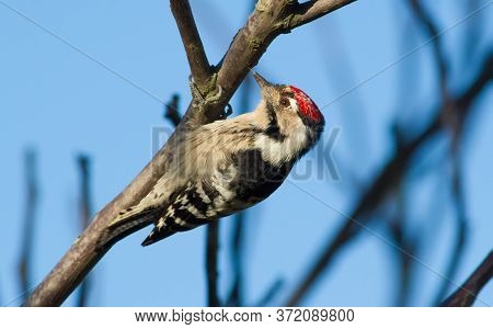 Lesser Spotted Woodpecker, Dryobates Minor, Dendrocopos Minor. The Smallest Woodpecker Sits On A Tre