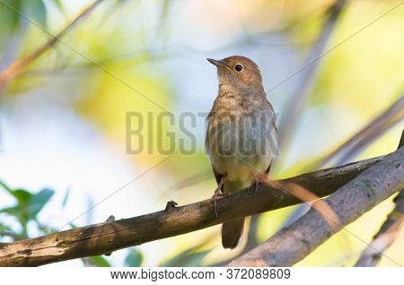 Thrush Nightingale, Luscinia Luscinia. A Bird Sits On A Tree Branch