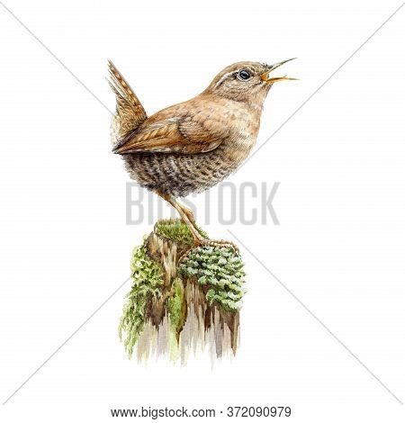 European Brown Wren On A Green Moss Watercolor Image. Small Forest Bird Sing On A Tree Hand Drawn Il
