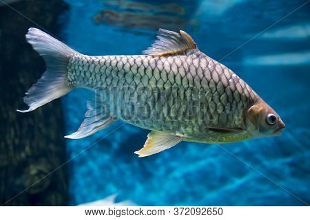 Fish Silver Bream, Blicca Bjoerkna, Against The Blue Of The River Bottom Algae Of The Rocks. Marine 