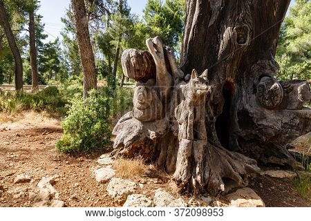 Jerusalem, Israel, June 13, 2020 : The Remains Of An Old Dry Tree With A Snail, A Wolf And A Beetle 