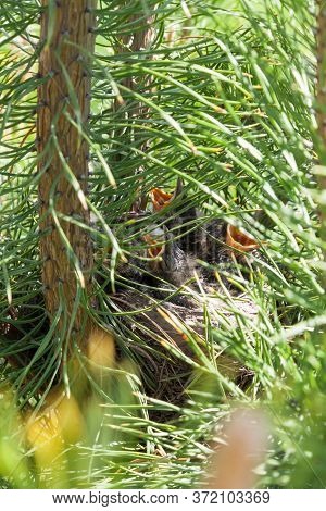 A Bird's Nest Hidden In Pine Branches On A Summer Day In The Forest, Little Kids With Open Yellow Be
