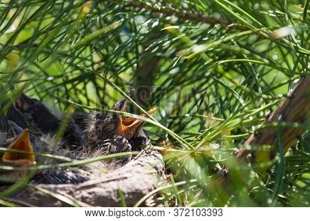 Young Wild Chicks With Gray Plumage In A Nest On A Coniferous Green Tree With Covered Eyes And Wide 
