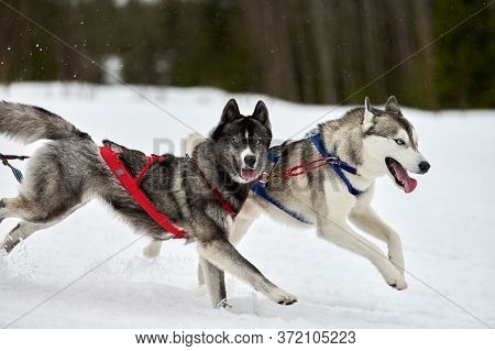 Running Husky Dog On Sled Dog Racing. Winter Dog Sport Sled Team Competition. Siberian Husky Dog In 