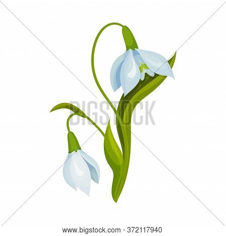 Snowdrop Drooping Flowers On Stem With Linear Leaves Vector Illustration