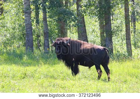 Elk Island National Park Alberta Canada, June 7, 2020: Bison Roam Free After Being Re-introduced Bac