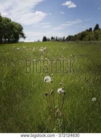 Overgrown Green Grass Field About To Release Parachute Seeds From Several Dandelion Weeds As Landsca