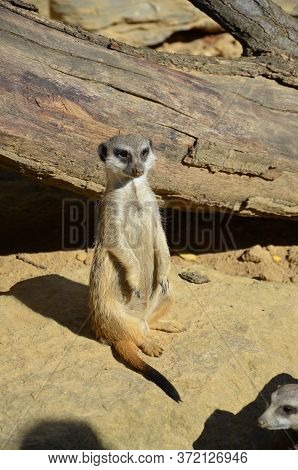 Meerkat Surikate, Zoo Of Frankfurt Am Main