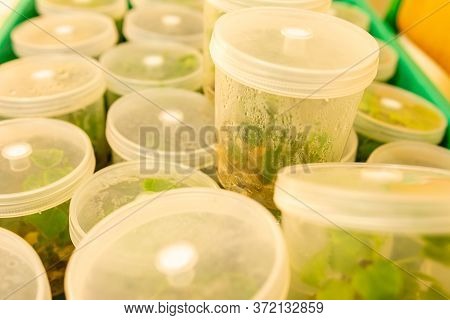 Growing Blueberry Plants In Sterile Conditions By In Vitro Technology. Micropropagation Of Flowers A