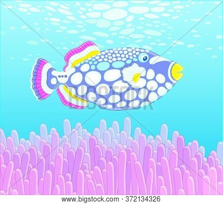 Exotic Multi Colored Parrotfish Swimming Over Stinging Tentacles Of A Pink Anemone In Blue Water Of 