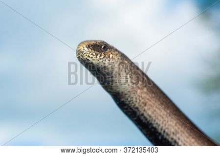 A Man Holds A Legless Lizard With A Fingers On A Background Of Blue Sky. Macro Photography Of Reptil