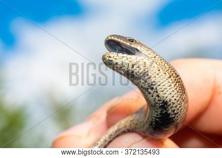 A Man Holds A Legless Lizard With A Fingers On A Background Of Blue Sky. Macro Photography Of Reptil