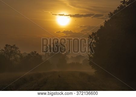 Fog And River Dyje With Orange Sunrise Near Bulhary Village In South Moravia