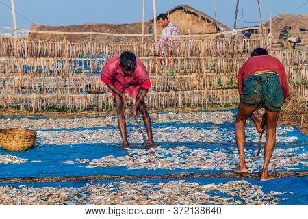 Dublar Char, Bangladesh - November 14, 2016: Local People Dry Fish At Dublar Char Dubla Island , Ban