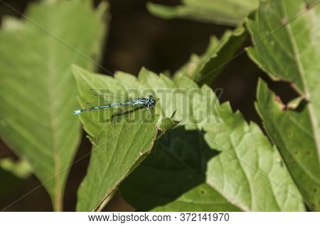 Blue Dragonfly - Odonata In Its Natural Habitat On The Pond.