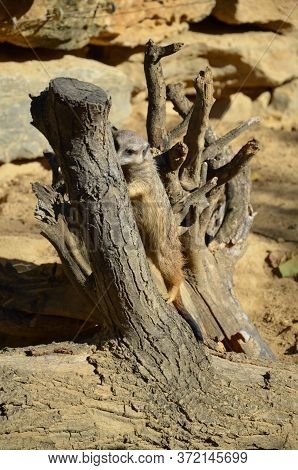 Meerkat Surikate, Zoo Of Frankfurt Am Main