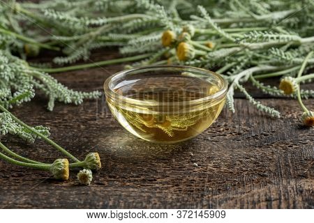 A Bowl Of Essential Oil With Fresh Santolina Chamaecyparissus Twigs
