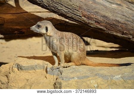 Meerkat Surikate, Zoo Of Frankfurt Am Main