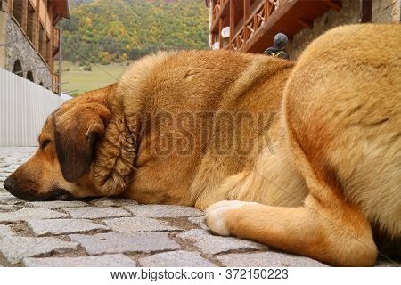 Closeup A Big Brown Dog Sleeping Happily On The Cobblestone Road Of Georgia's Countryside