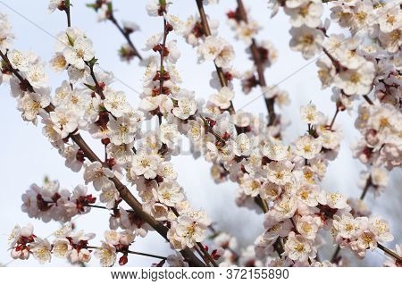 Branches Of Almond Tree (amygdalus Dulcis) Covered With Flowers.
