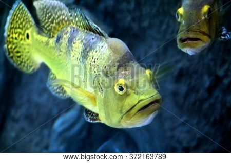 Freshwater Fish Peacock Bass (cichla Kelberi) In Aquarium