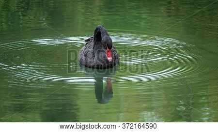 A Graceful Black Swan With A Red Beak Is Swimming On A Lake With Dark Green Water. Black Swan With R