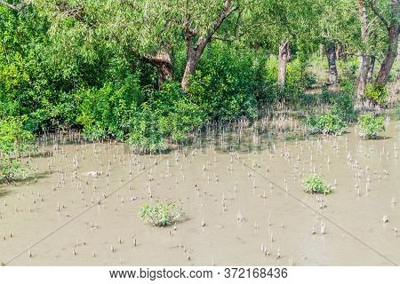 Mangrove Forest At Hiron Point In Sundarbans, Bangladesh