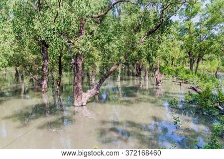 Flooded Forest At Hiron Point In Sundarbans, Bangladesh