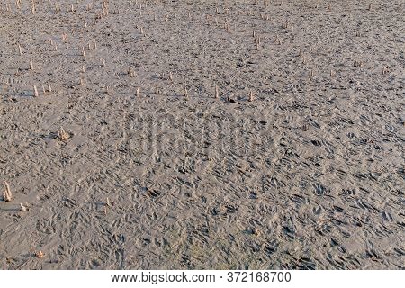 Breathing Roots And Spotted Deer Footprints In Sundarbans, Bangladesh