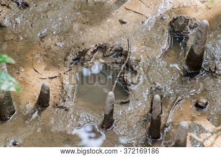 Tiger Footprint In A Mangrove Forest Of Sundarbans, Bangladesh