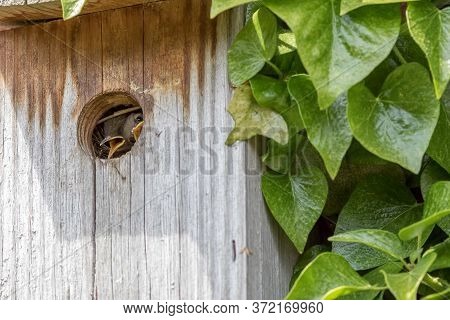 Curiosity. Cute Baby Bird Looking Out From Its Nest Box. Curious Wren (troglodytes) Chick Peeking Ar