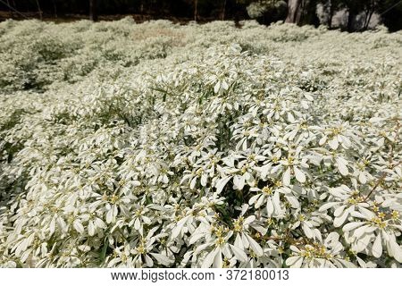 white pascuita flowers, closeup image in the daytime