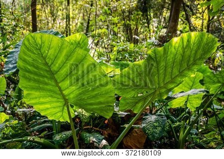 green alocasia odora leaf in the outdoor of city