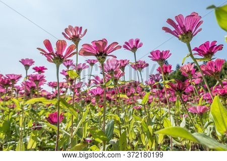 pink cosmos flowers farm under blue sky in the outdoor