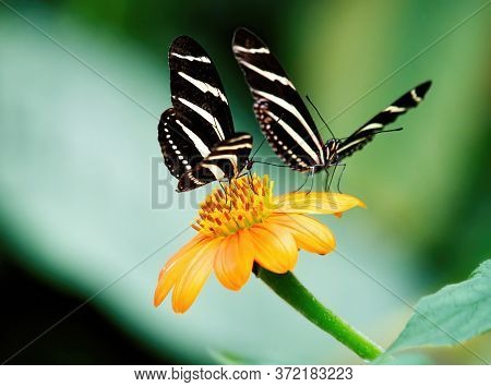 Zebra Butterfly