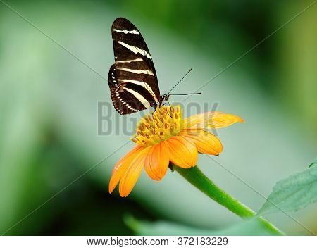 Zebra Butterfly