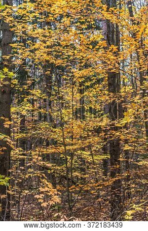 Pake In Fall Time Near Toronto, Canada