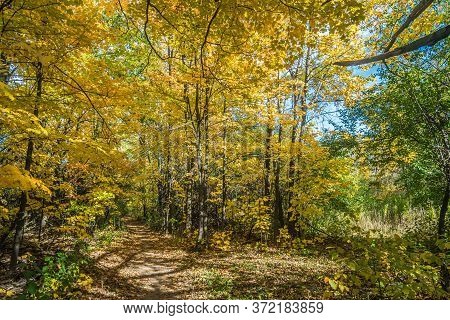 Pake In Fall Time Near Toronto, Canada