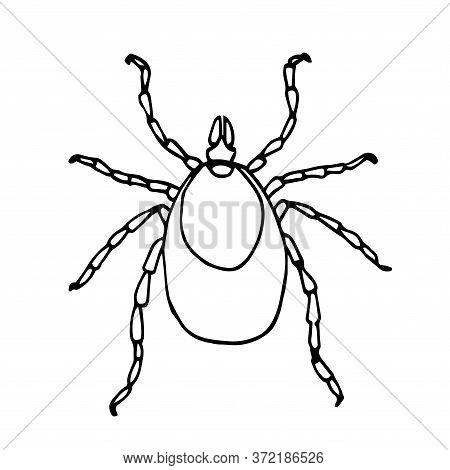 European Forest Mite, Parasite Insect, Ixodes Ricinus, Infection Carrier, Bloodsucker, Vector Illust