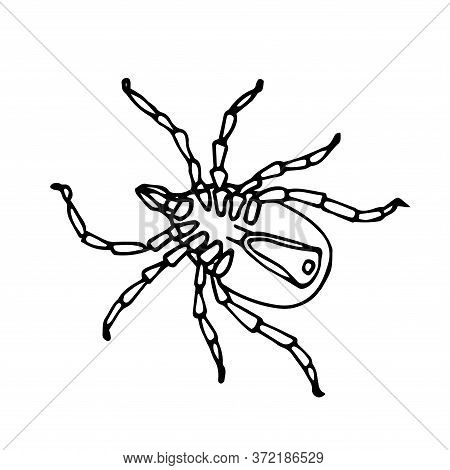 Dead Mite On Back, Parasite Insect, Ixodes Ricinus, Infection Carrier, Bloodsucker, Vector Illustrat