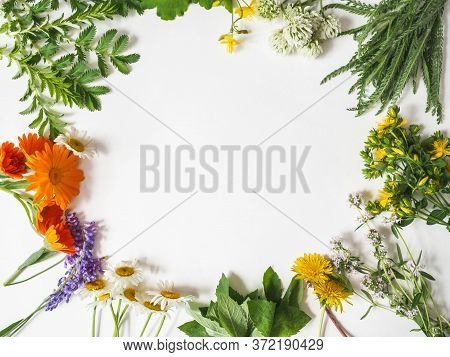 Frame Of Various Fresh Medicinal Herbs - Chamomile, Tutsan, Calendula, Clover,yarrow On A White Back