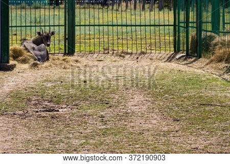 Antelope Nilgai Or Blue Bull (boselaphus Tragocamelus)