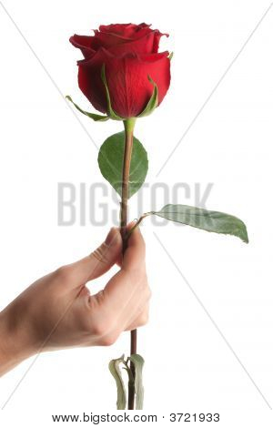 Hand att ge eller hålla Rose, isolerade