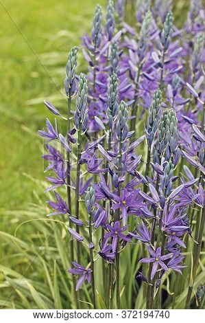Camassia Is A Genus Of Plants In The Asparagus Family Native To Western North America. Common Names 