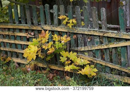 Young Maple Grows Near The House In Autumn