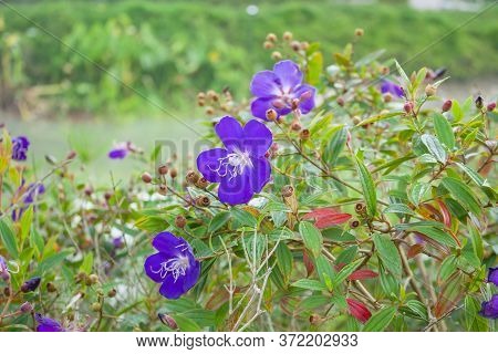 Beautiful Purple Indian Rhododendron Known As Malabar Melastome Blooming In The Garden, Is An Evergr