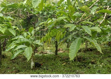 Coffea Arabica Bush With Ripening Arabica Coffee Beans Originally From Bali, Indonesia. Coffea Arabi