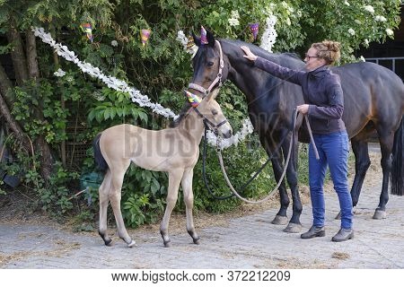 A Brown Mare And A Yellow Foal With Hats And Guirlandes In The Trees. Girl Is Holding The Horse. Bac