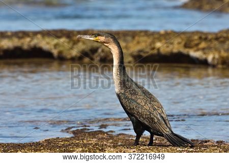 White-breasted Cormorant By Coastal Rock Pool (phalacrocorax Lucidus), Mossel Bay, South Africa