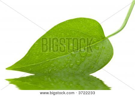 Leaf grün und frisch Isolierung